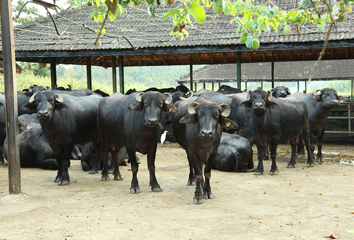 Melsiripura Farm