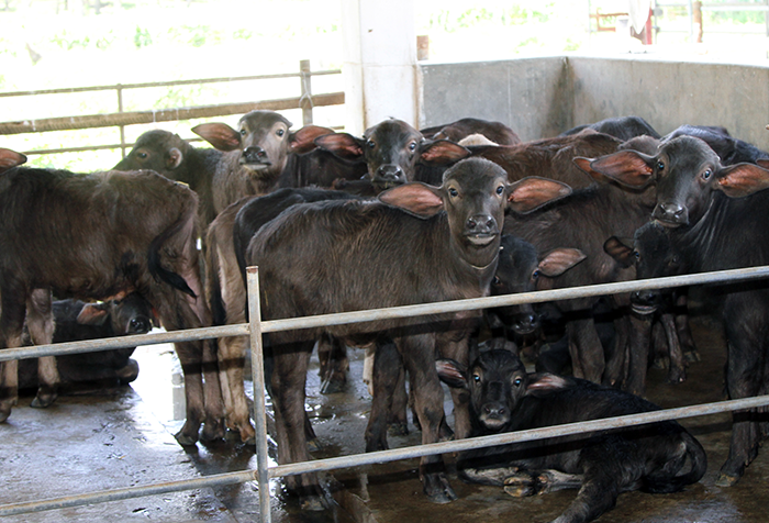 Polonnaruwa Farm